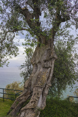 Old Oliva on the shores of lake Garda.