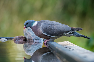 Common Wood Pigeon's profile at the waterhole