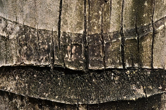 Beautiful wooden texture of a trunk of a palm tree close-up. Bark with cracks