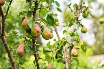 European pear or common pear on tree branch