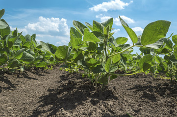 Soybean plants growing in row in cultivated field