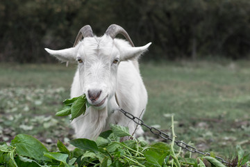 A goat tied to a chain is eating green grass