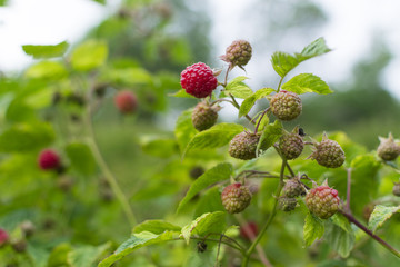 Branch of ripe raspberry in garden