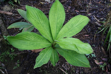 Plants