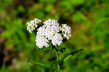 White flower in a forest. Chamomile. Yarrow. Medicinal herb. White isolated flower. Blurred background. Forest