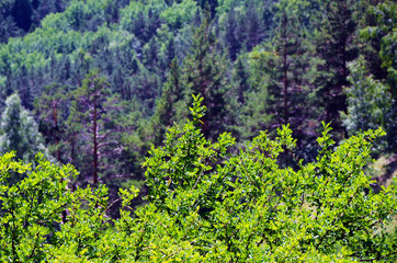 Fototapeta na wymiar Tree branch close-up. Green spruce. Coniferous forest. Taiga. Cedar. Christmas. New year. Summer background. Pine tree on blue sky background