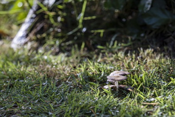 Close-up mushrooms in the morning wet grass. Selective focus.