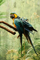 Fototapeta premium Parrot