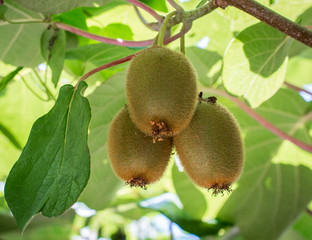 Kiwifruit or Kiwi (Actinidia deliciosa). Chinese gooseberry. Leaf canopy protecting the kiwi vines, Kiwi fruits