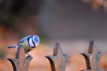 Blue tit (Parus caeruleus) sitting on a rusty iron fence.