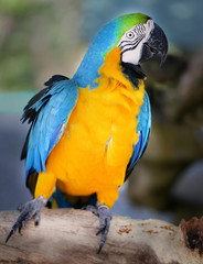 Photo of a bright macro parrot