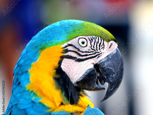 Photo Of A Bright Macro Parrot Stock Photo And Royalty Free