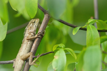 Chameleon on branch.