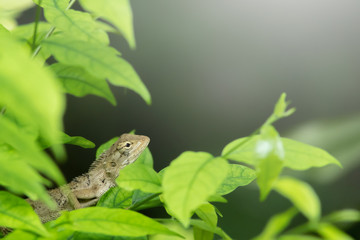 Chameleon on branch.