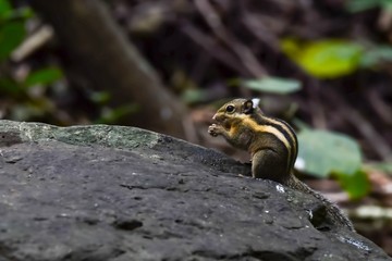 ABurmese striped squirrel