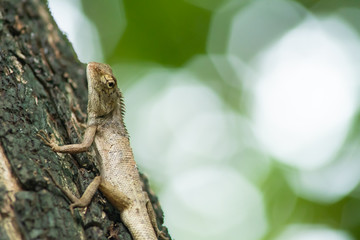 Chameleon on branch.