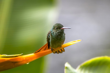 Close Up Hummingbird on Orange Flower