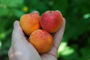 three ripe fruit on the palm of the hand