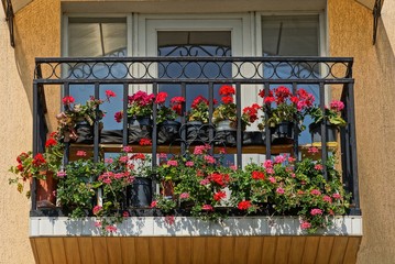 black iron balcony with flowerpots and red flowers
