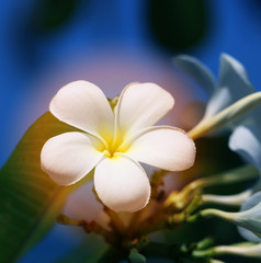 Photo of a tropical tropical beautiful flower