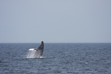 Fototapeta premium Humpback Whale Breaching