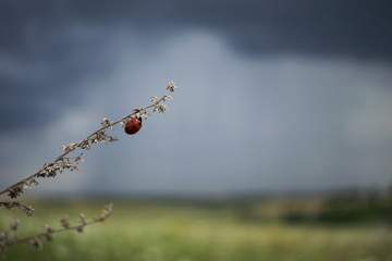 Lonely insect before a shower