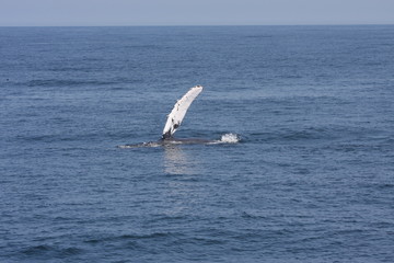 Fototapeta na wymiar Humpback Whale Pectoral Fin
