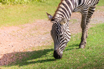 Fototapeta na wymiar Zebra head eating grass on the ground
