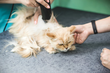 Haircut of shaggy ginger cat. Selective focus on cat face