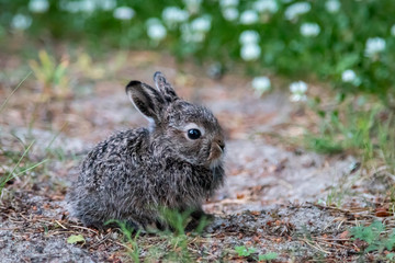 Wild young rabbit (The European rabbit, Oryctolagus cuniculus)