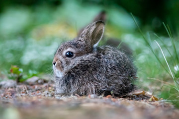 Naklejka na ściany i meble Wild young rabbit (The European rabbit, Oryctolagus cuniculus)