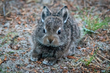 Wild young rabbit (The European rabbit, Oryctolagus cuniculus)