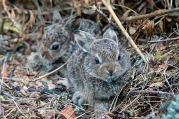Naklejka na ściany i meble Wild young rabbits (The European rabbit, Oryctolagus cuniculus)