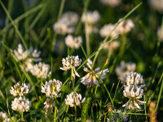 White clovers (Trifolium repens)