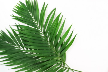 tropical green palm branches on a white background.abstract. top view.copy space