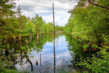 Moorlandschaft in der Heide