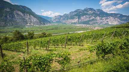 Fototapeta na wymiar Rural landscape of Adige Valley,Trentino Alto Adige, Italy. Land rich in history, culture and nature,and is characterized by a wide valley with vineyards and orchards whose sides stand majestic peaks.