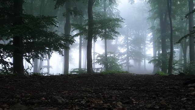 Ground level view of dar creepy foggy forest. Moody day in woodland