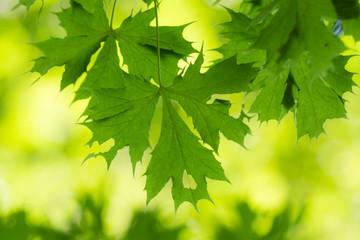 Fototapeta na wymiar tree leaves in close up