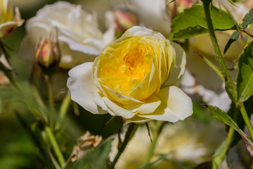 famous flowers (roses in particular) gardens of Valloires Abbey