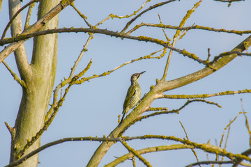 Green woodpecker on the branch of a tree