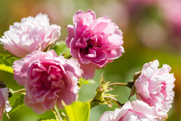 famous flowers (roses in particular) gardens of Valloires Abbey