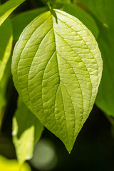 tree leaves in close up