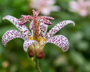 Toad Lily