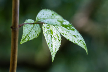 tree leaves in close up