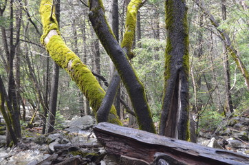 algie+yosemite+national+park