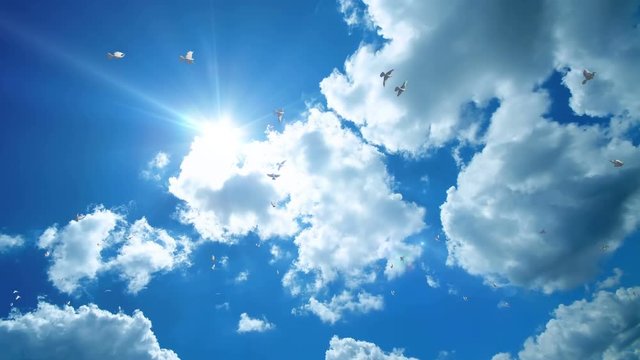 Pigeons flying against beautiful blue sky, 4K