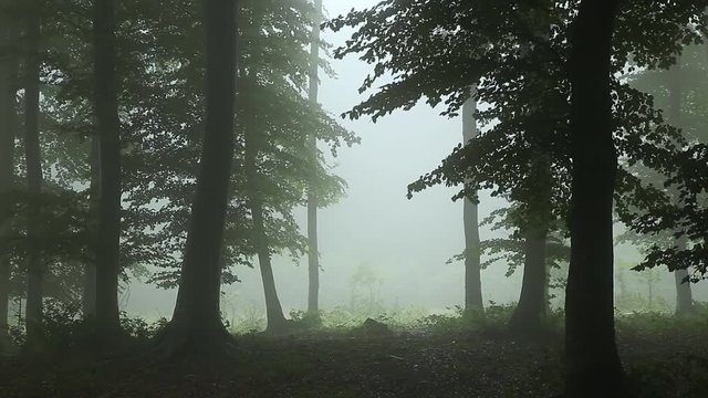 Static shot. Dark trees silhouettes in creepy foggy forest