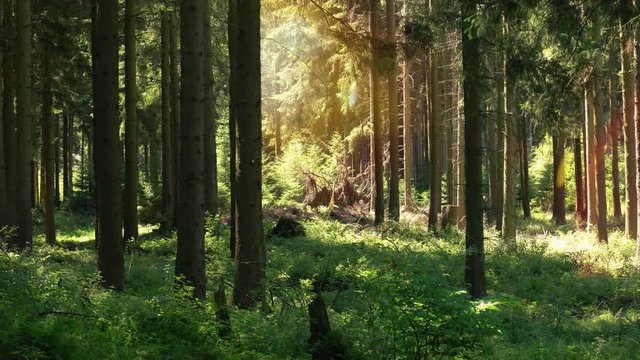 Statischer Film &uuml;ber den Wald im Sauerland. Der Original Ton enth&auml;lt Vogel Zwitschern. Entspannte Atmosph&auml;re.