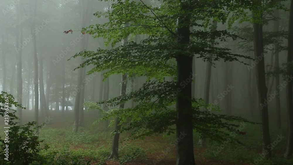 Aufkleber static shot. tree in foggy forest. light coming from left